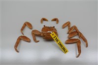 藏品(白紋方蟹)的圖片